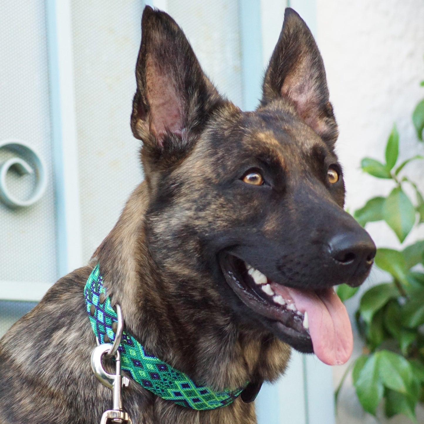 Kinakú Dog Collar Becan
