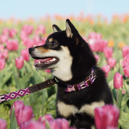 Kinakú Dog Collar Tonina