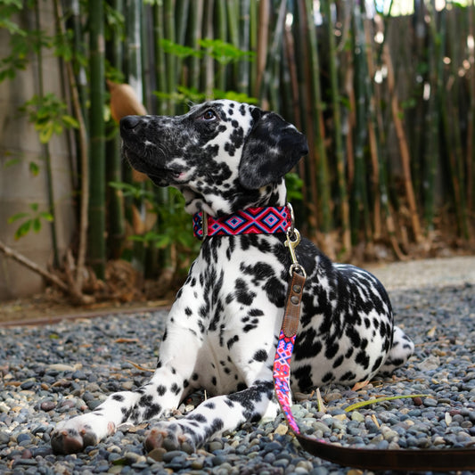 Kinakú Dog Collar Akumal