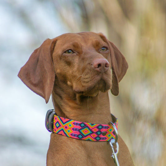 Kinakú Dog Collar Merida