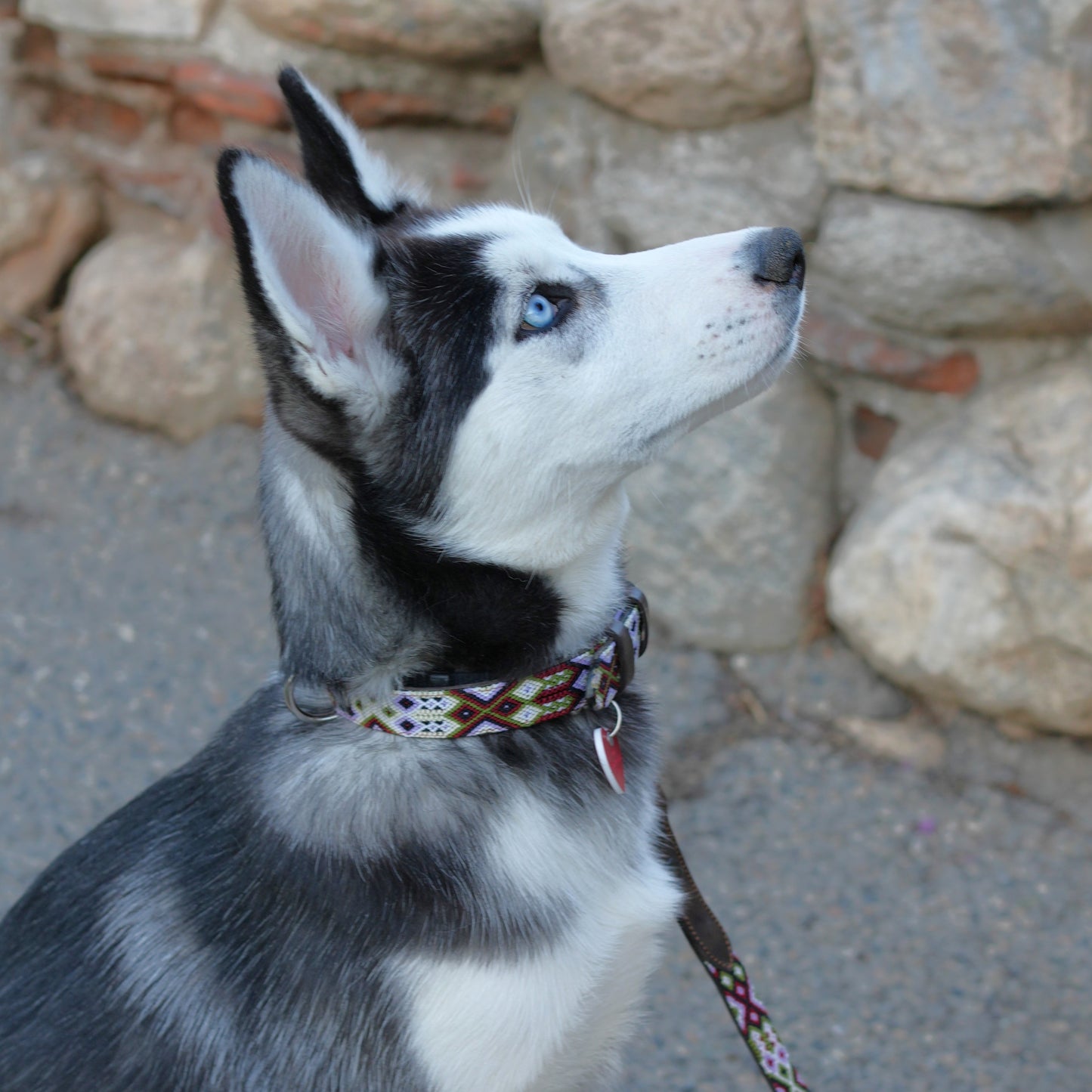 Kinakú Dog Collar Holbox