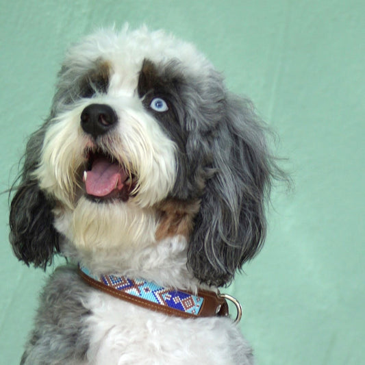 Kinakú Dog Collar TOPACIO