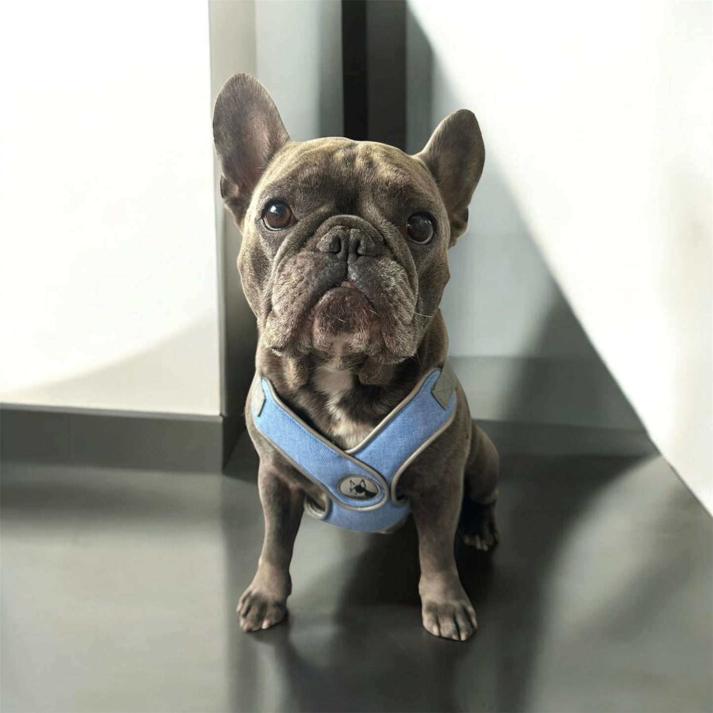Hundegeschirr Roby
