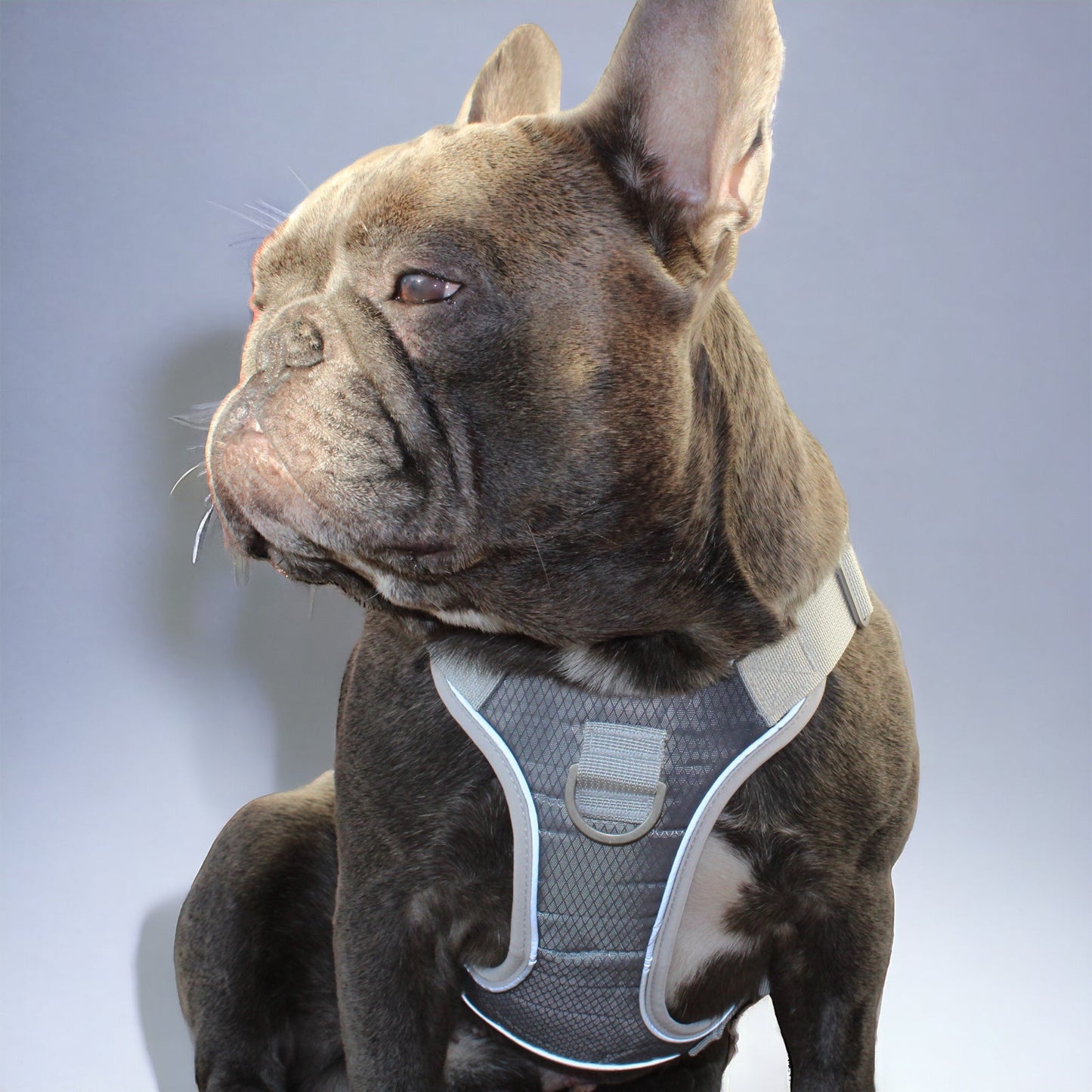 Hundegeschirr „Pipo“