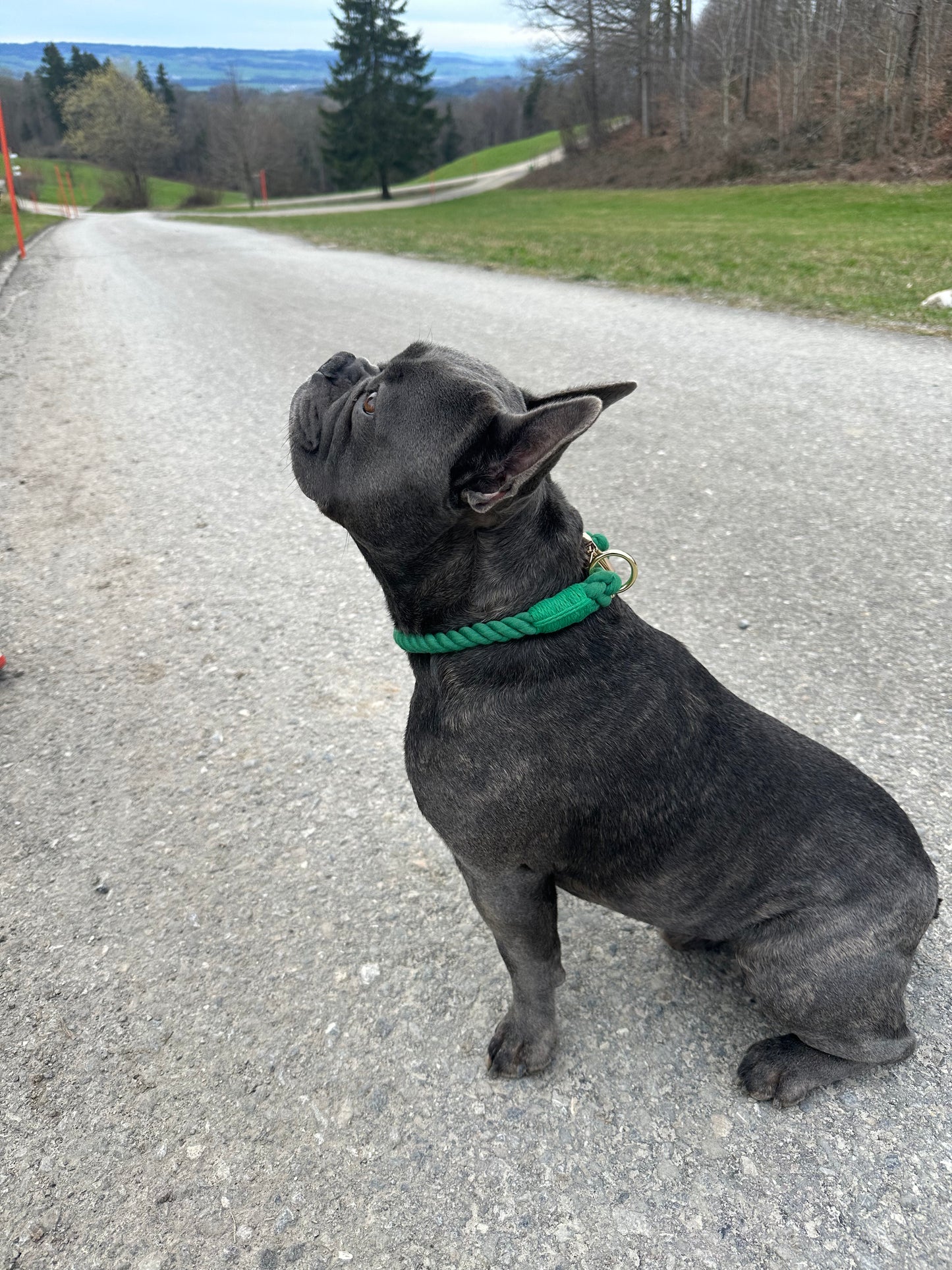 Geflochtenes Hundehalsband