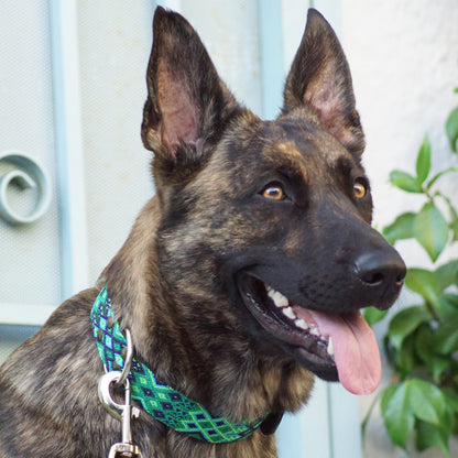 Kinakú Dog Collar Becan
